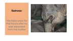 Prezentācija 'Elephants. Human Impacts and Threats', 10.