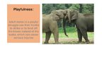 Prezentācija 'Elephants. Human Impacts and Threats', 11.