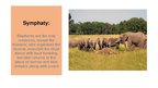 Prezentācija 'Elephants. Human Impacts and Threats', 13.