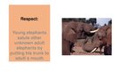 Prezentācija 'Elephants. Human Impacts and Threats', 16.