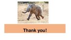 Prezentācija 'Elephants. Human Impacts and Threats', 31.