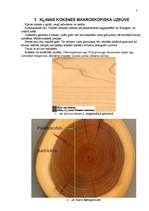 Referāts 'Kļava', 7.