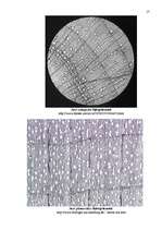 Referāts 'Kļava', 17.