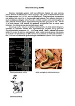 Referāts 'Mikroskopu darbības principi', 3.