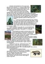 Referāts 'Sila biocenoze', 2.