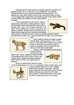 Referāts 'Sila biocenoze', 3.