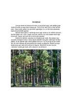 Referāts 'Sila biocenoze', 4.