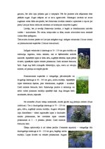 Referāts 'Čemurziežu dzimta', 5.