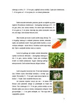 Referāts 'Čemurziežu dzimta', 7.