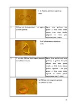 Referāts 'Brīnumainā lente', 10.