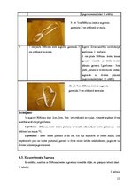 Referāts 'Brīnumainā lente', 12.