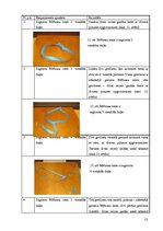 Referāts 'Brīnumainā lente', 13.