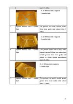 Referāts 'Brīnumainā lente', 14.