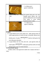 Referāts 'Brīnumainā lente', 15.