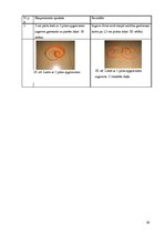 Referāts 'Brīnumainā lente', 16.