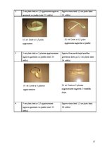 Referāts 'Brīnumainā lente', 17.