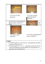 Referāts 'Brīnumainā lente', 18.