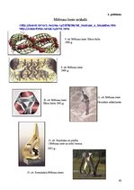 Referāts 'Brīnumainā lente', 40.