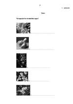 Referāts 'Ārstniecības augi', 27.