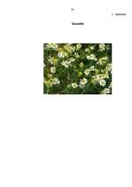 Referāts 'Ārstniecības augi', 29.