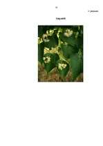 Referāts 'Ārstniecības augi', 30.