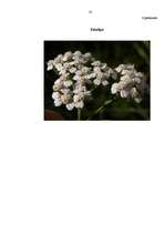 Referāts 'Ārstniecības augi', 32.