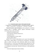 Referāts 'Common Rail degvielas iesmidzināšanas sistēma', 15.