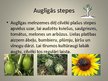Prezentācija 'Stepe', 8.