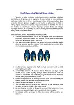 Referāts 'Senā Ēģipte', 19.