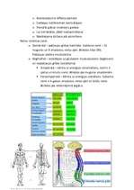 Konspekts 'Centrālā nervu sistēma', 2.