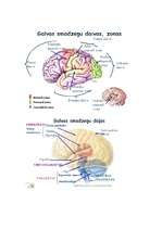 Konspekts 'Centrālā nervu sistēma', 3.