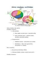 Konspekts 'Centrālā nervu sistēma', 4.