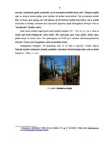 Referāts 'Madagaskaras kultūra', 8.