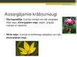 Prezentācija 'Ziedaugu dzimtas', 6.