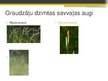 Prezentācija 'Ziedaugu dzimtas', 15.