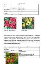 Konspekts 'Cīrulīši - Corydalis', 2.