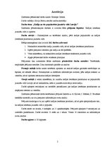 Referāts 'Kafija un tās popularitāte jauniešu vidū Latvijā', 2.