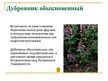 Prezentācija 'Охряаняемые растения, находящиеся в Красной книге Латвий', 3.