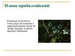 Prezentācija 'Охряаняемые растения, находящиеся в Красной книге Латвий', 6.