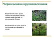 Prezentācija 'Охряаняемые растения, находящиеся в Красной книге Латвий', 7.