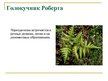 Prezentācija 'Охряаняемые растения, находящиеся в Красной книге Латвий', 9.
