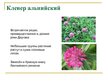 Prezentācija 'Охряаняемые растения, находящиеся в Красной книге Латвий', 10.