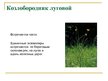 Prezentācija 'Охряаняемые растения, находящиеся в Красной книге Латвий', 13.