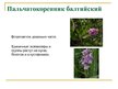 Prezentācija 'Охряаняемые растения, находящиеся в Красной книге Латвий', 17.