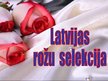 Prezentācija 'Latvijas rožu selekcija', 1.