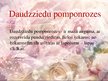 Prezentācija 'Latvijas rožu selekcija', 12.