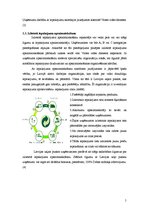 Referāts 'Efektīvs preces iesaiņojums', 5.