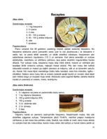 Referāts 'Jāņu siera tradīcijas', 15.