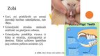 Prezentācija 'Gremošanas sistēmas anatomiskās un fizioloģiskās īpatnības grauzējiem, kas tiek ', 3.
