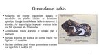 Prezentācija 'Gremošanas sistēmas anatomiskās un fizioloģiskās īpatnības grauzējiem, kas tiek ', 4.